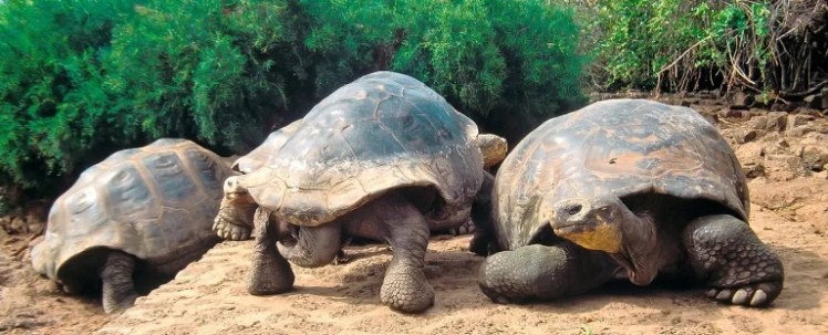 🌎✨ INTO THE WILD: GALAPAGOS & ISABELA ISLAND 🐢🏝️